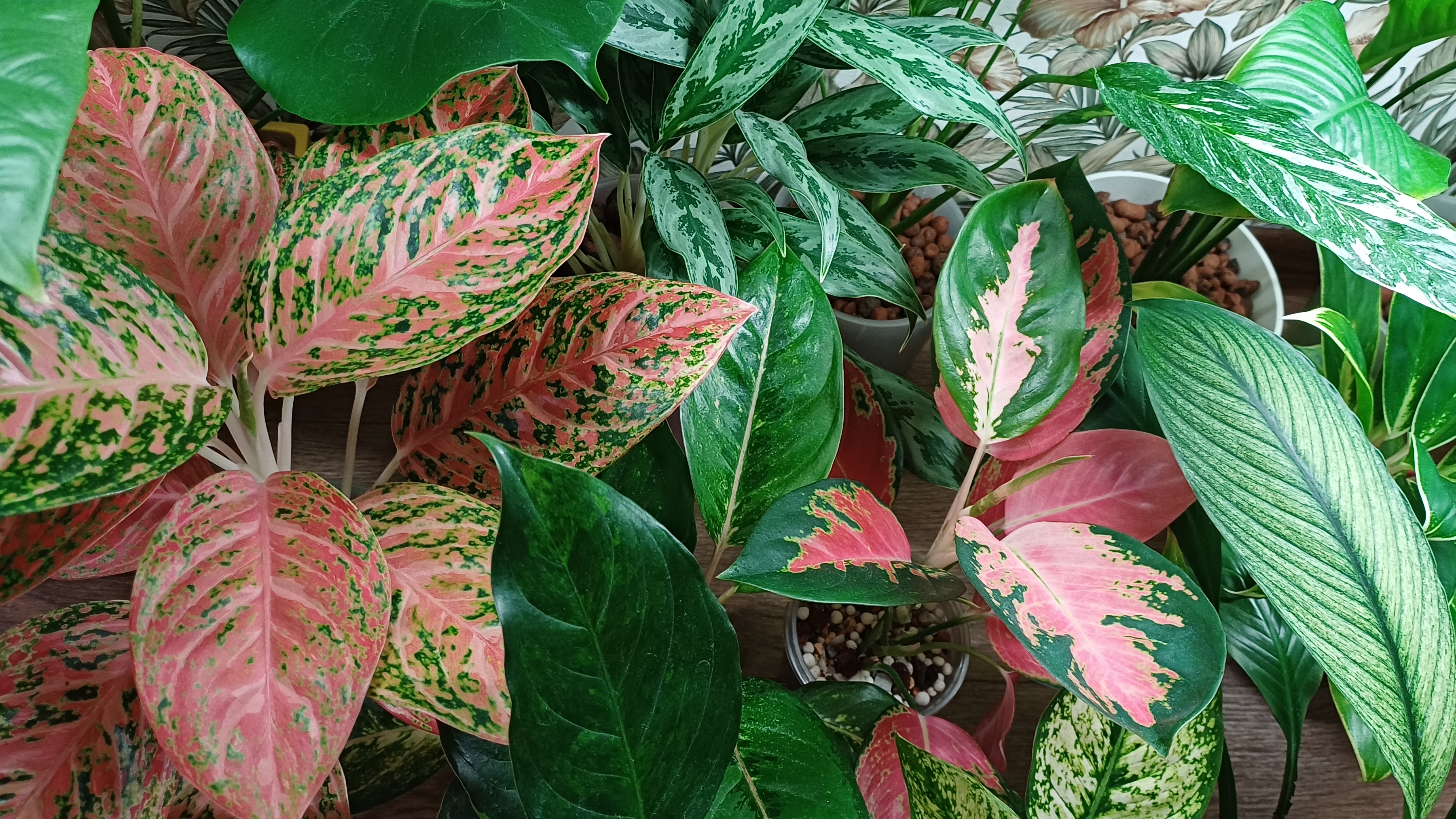 Комнатные растения🌿❤️ Обход владений😁