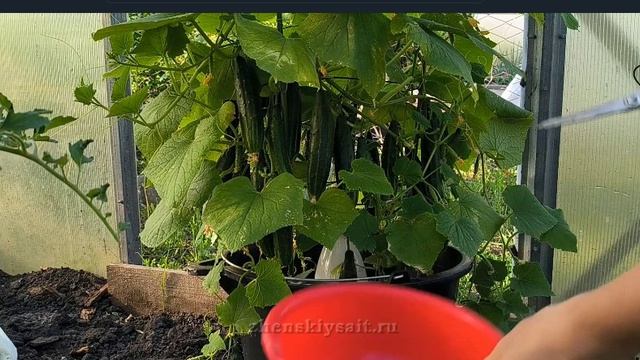 ОГУРЦЫ в МЕШКАХ супер результат