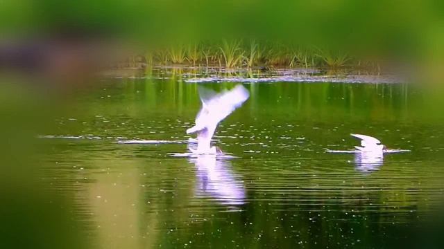 448.=И СОЛНЦА БЛИКИ НА ВОЛНАХ=. Сл. А. Зенцов, муз. и исп. В. Цеплиенков, видио Надежда Попова.