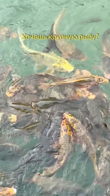 Музыкальная пауза