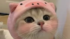 (Про Шесть подписчиков)