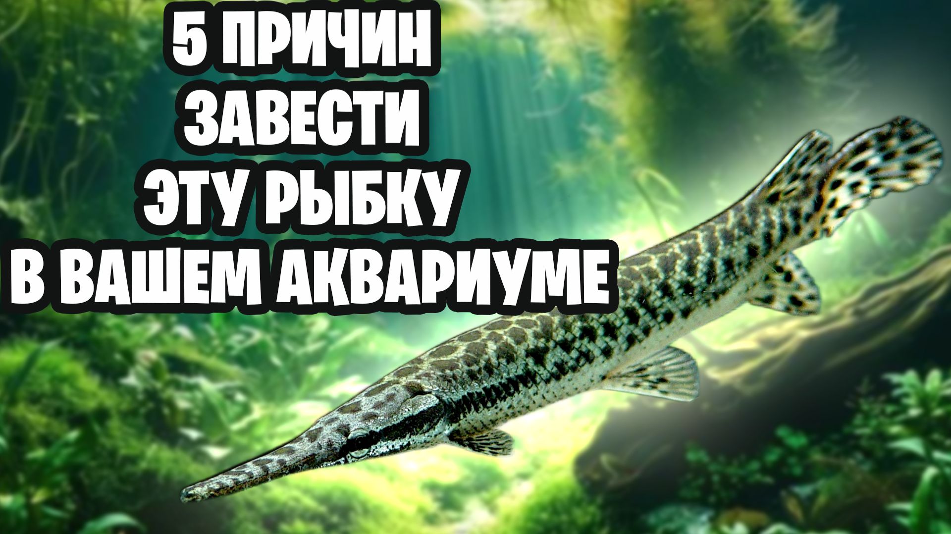 УНИКАЛЬНАЯ, ДРЕВНЯЯ РЫБКА ДЛЯ ВАШЕГО АКВАРИУМА