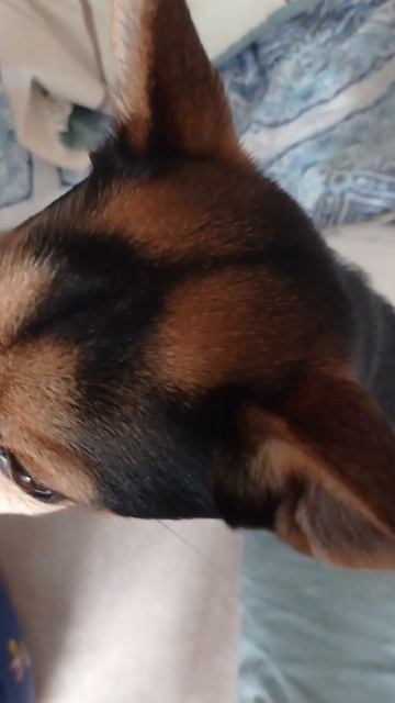 Собака Ерофей авторы: Misha_PRO2026 и Slava_PRO