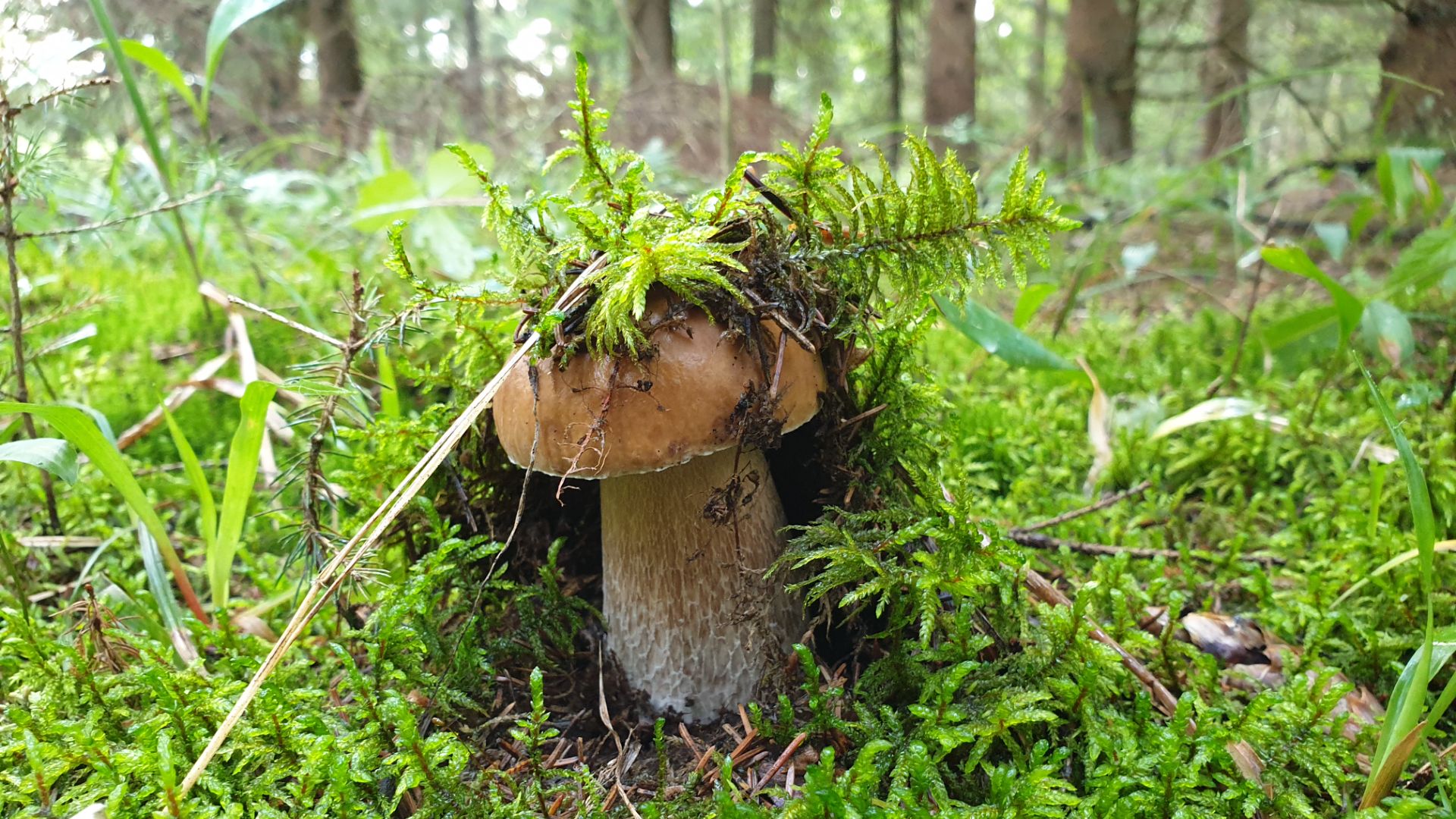 БЕЛЫЕ ГРИБЫ НЕ ОТПУСКАЮТ ИЗ ЛЕСА !