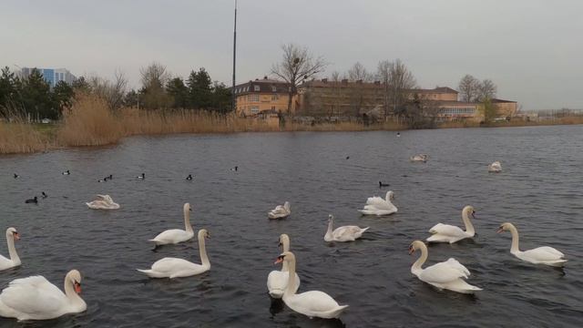 Лебединые будни