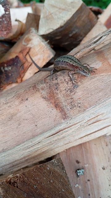 20250719 Семейство ящериц на даче.