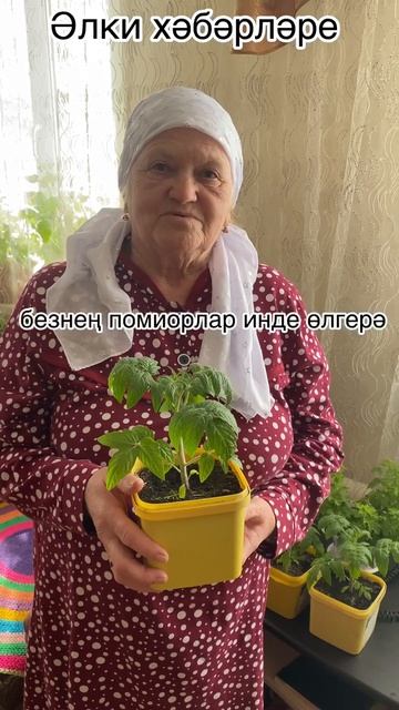 Помидоры на подоконнике