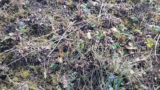 Первоцветы. 2026 г.