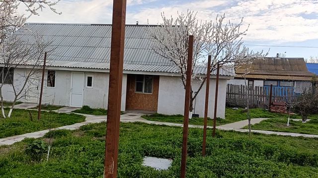 Абрикосы зацвели.