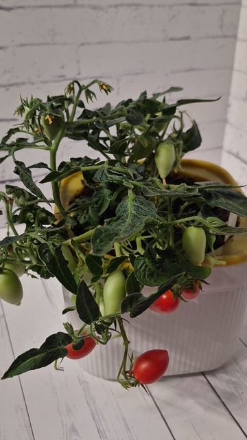 Томат Веселая слива красная Funnyplums Red.