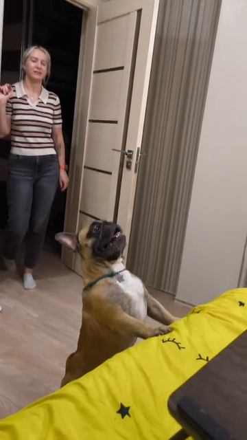 Гены пальцем не размажешь #французскийбульдог #собакиприколы #бульдоги #собаки #сторожеваясобака