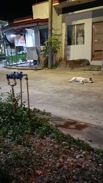 Пёсель обосновался у барбекю #жизньнафилиппинах #филиппины