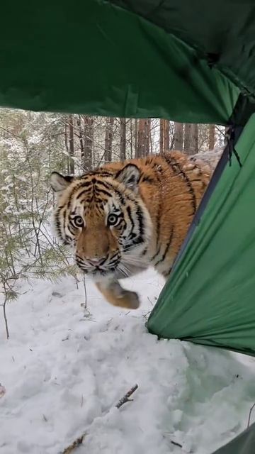 ждали кису ?