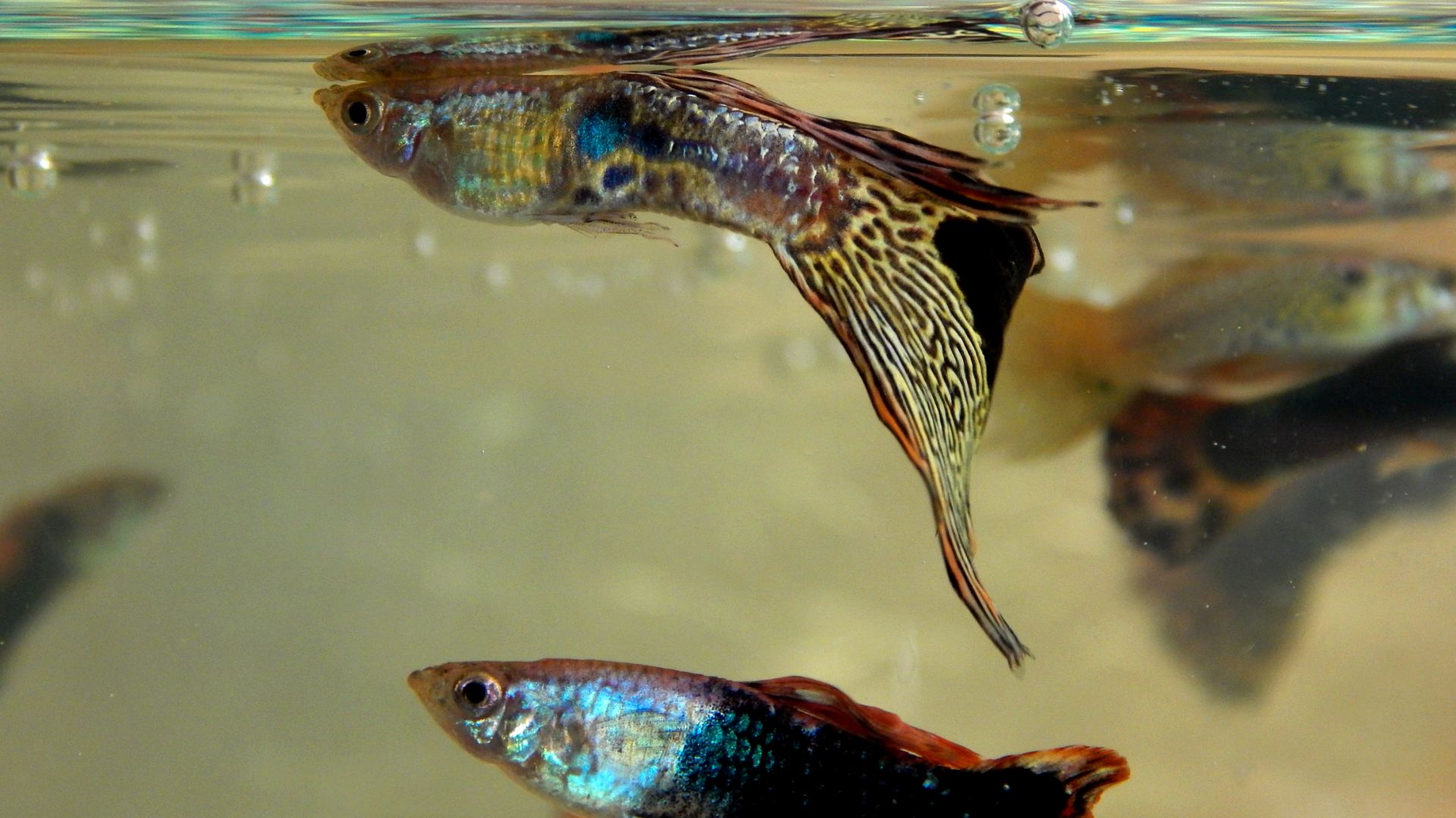 Начинающий аквариумист