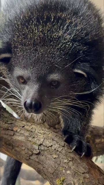 Какие вы вкусные на вид… Подождите, подождите!