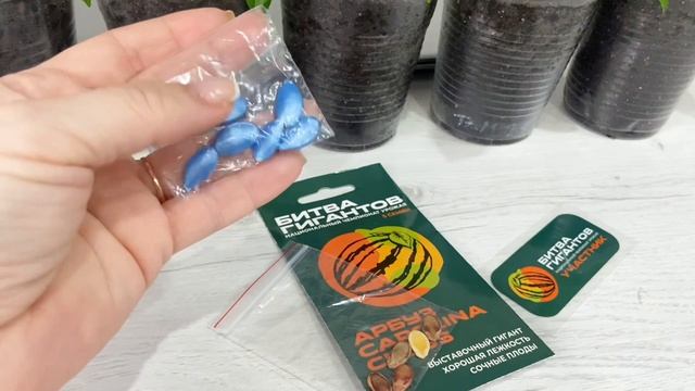 Буду выращивать гигантский арбуз «Каролина кросс».