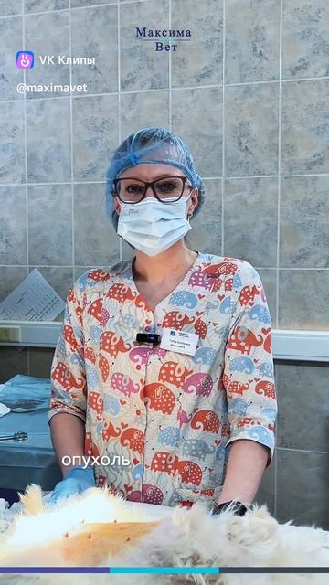 Удаление новообразования и стерилизация собаки. ВИДЕО: Оперирует ветеринарный врач Екатерина ГАЙЕР.