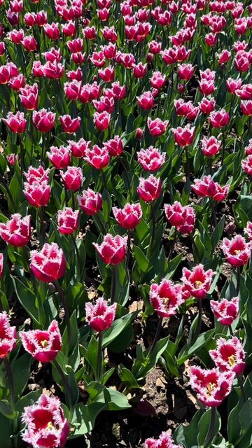 InShot_20260403_093528876 ЯЛТА Никитский ботанический сад