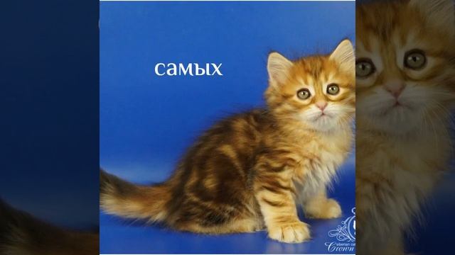 Слайд-шоу фото Sidney 1,5 месяца