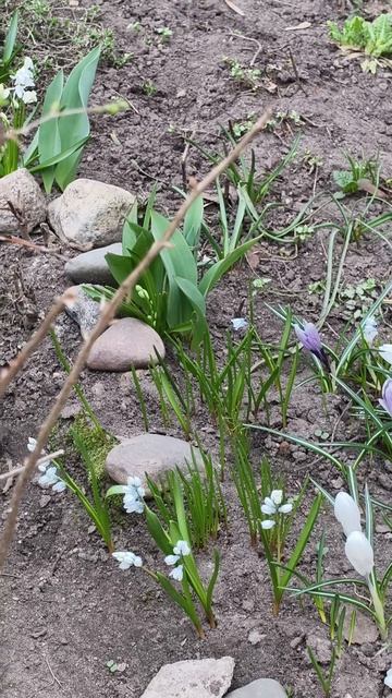 Весна 2026/Какая у вас весна?