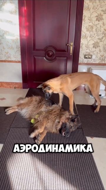 Очень хорошая аэродинамика ! 🤣🤣🤣