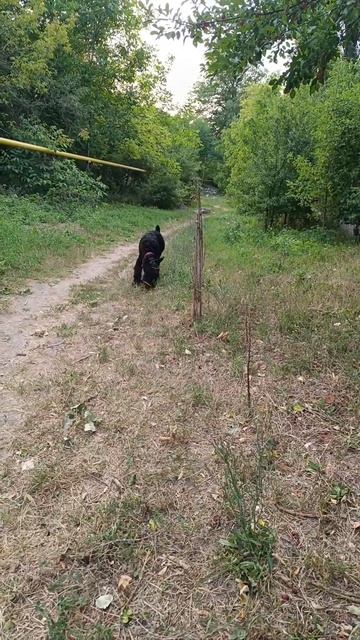 Video.Guru_20240817_165803423