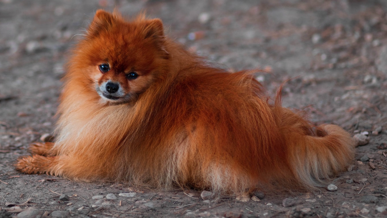 Джесси,Тишка,Барсик