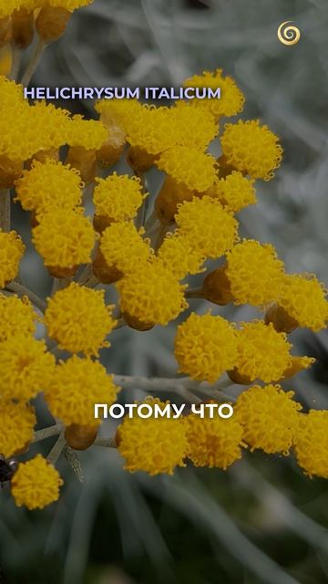 ЭТО средство — мастхэв для каждой женщины! #эфирныемасла #здоровье #ароматерапия