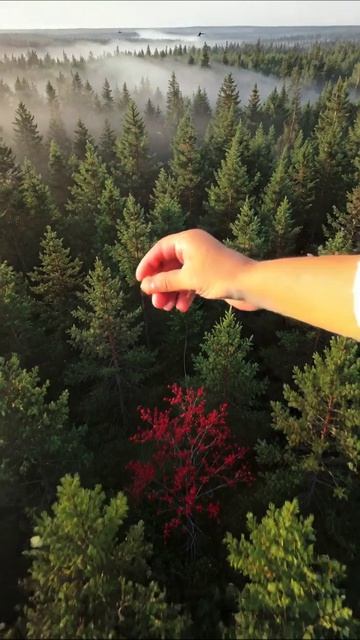 Уникальная красота леса: красное дерево среди зелени #природа #лес #красота