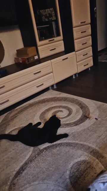 Кошачье сальто