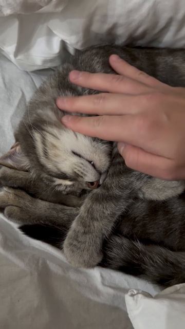 Мило спящий котик 😺🐱