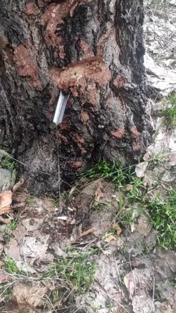 берёзовый сок