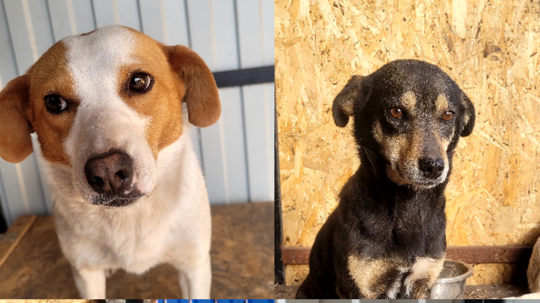 Собаки из отлова.