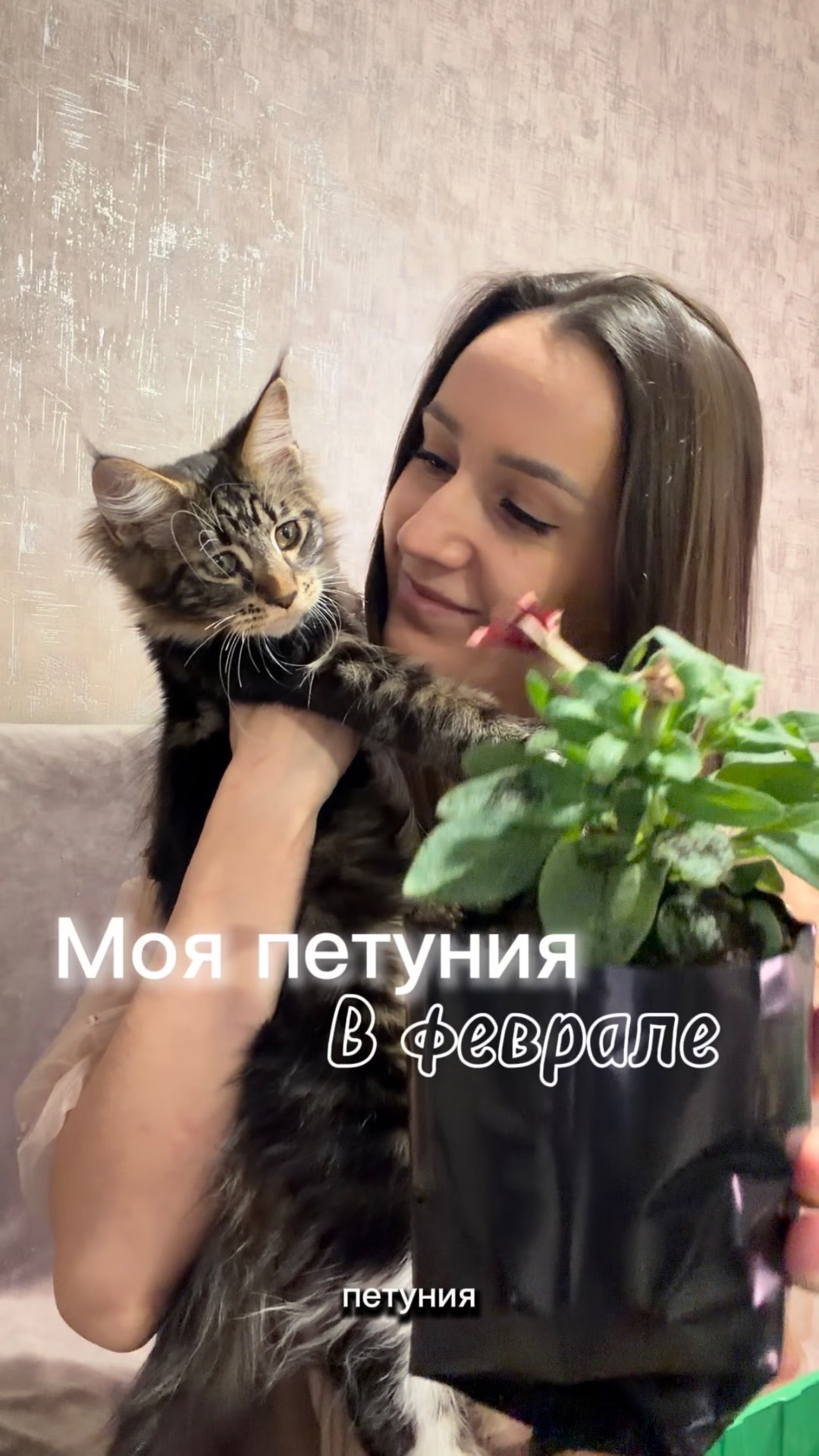 Ранняя петуния уже зацвела — пересаживаю снова