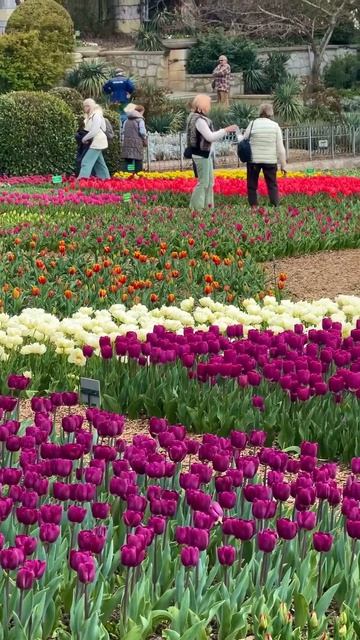 1000020313.mp4парад тюльпанов..