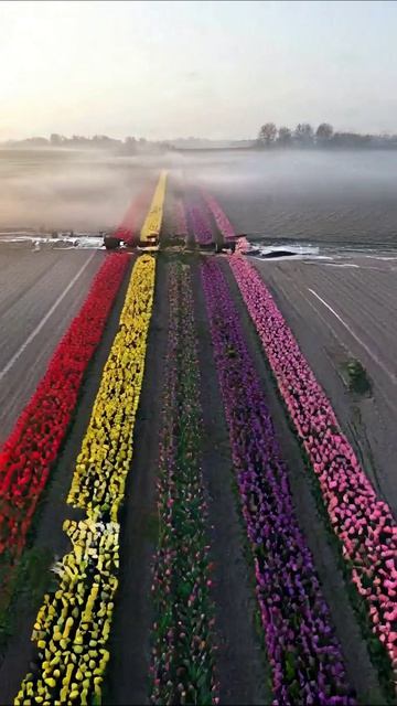 Цветение тюльпанов: магия весенних полей #тюльпаны #природа #весна