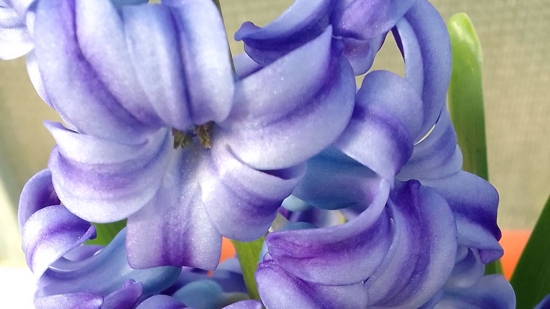 Гиацинты из супермаркета.