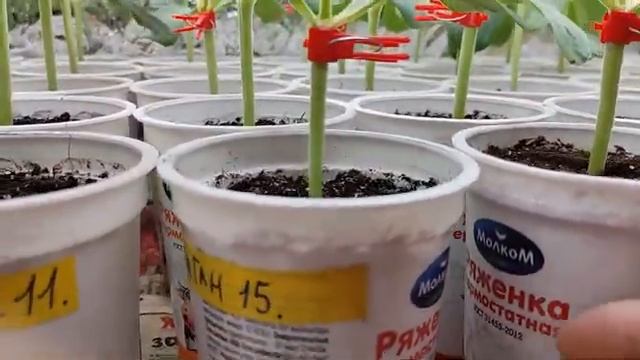 Дача 6 соток. Рассадник. Прививки огурцов и арбузов на лагенарию удачные и не удачные.