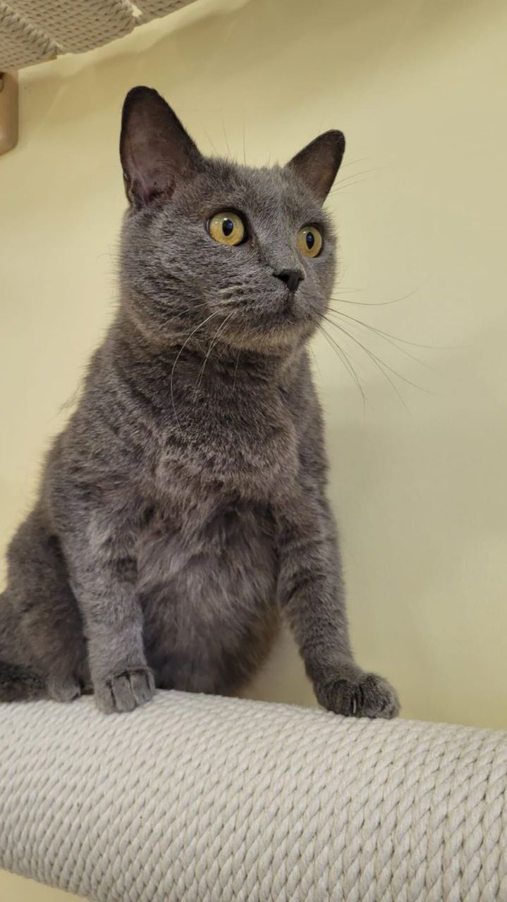 Потолочный комплекс от Мы бобры