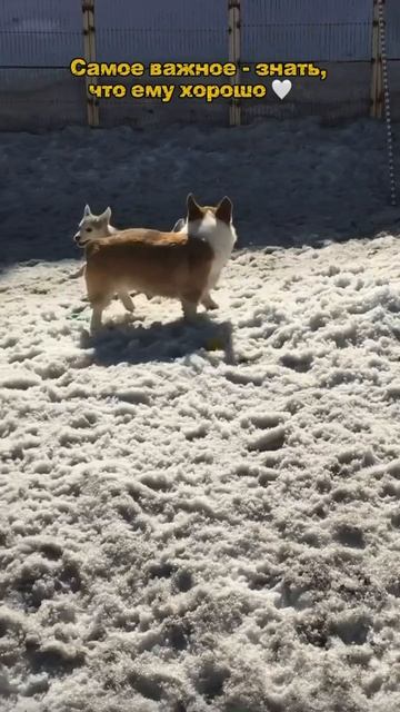 гостиница для животных Барнаул