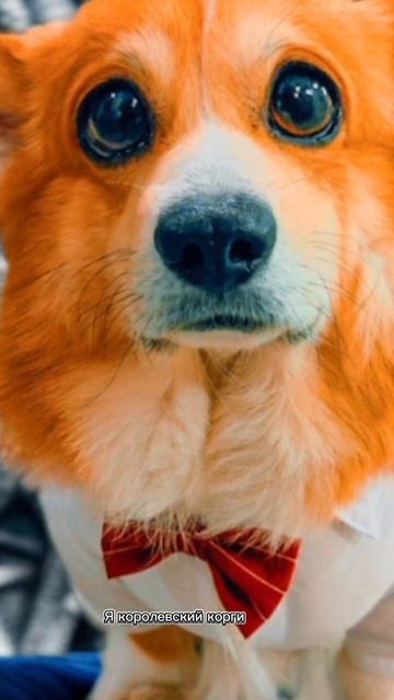 Я королевский корги!