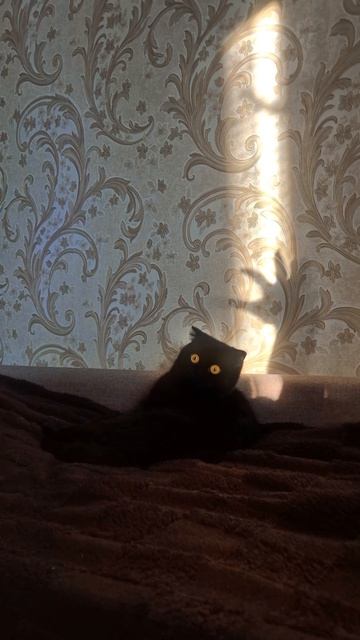 Солнечные зайчики