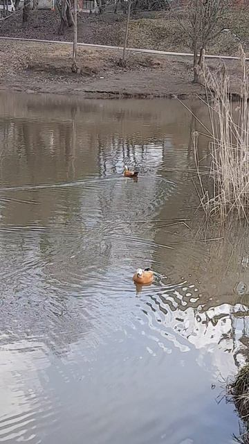 Огари Снова Прилетели 
На Пруд