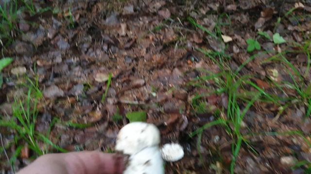 БЕЛЫЕ ГРИБЫ ПОПЁРЛИ ПОЛЯНАМИ !