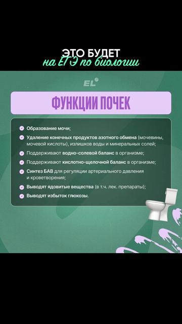 СОХРАНЯЙ ШПОРУ🔥 Забирай ФАЙЛЫ ПО ПОЛОВОЙ СИСТЕМЕ в моем тгк в шапке канала #егэбиология