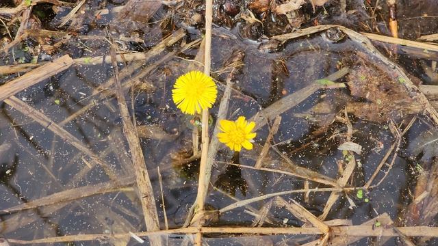 Весна. Пробуждение природы