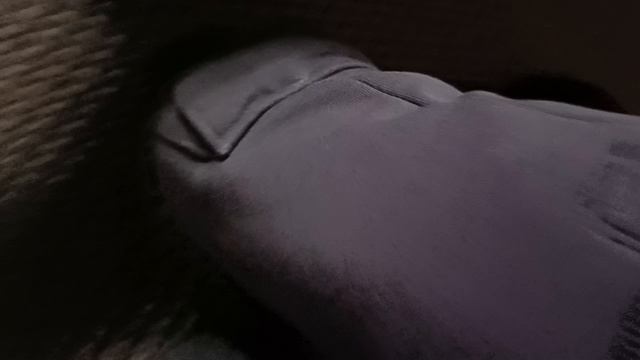 милая кошка