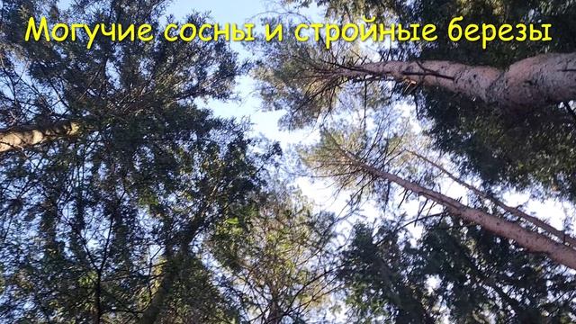 #Мой #отзыв. #Парк #Мещерский #ранней #весной #2026 года. Кто хозяин? Выяснить не удалось