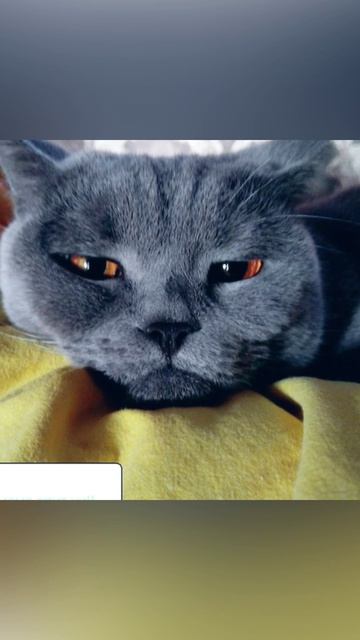 чи кошка спит