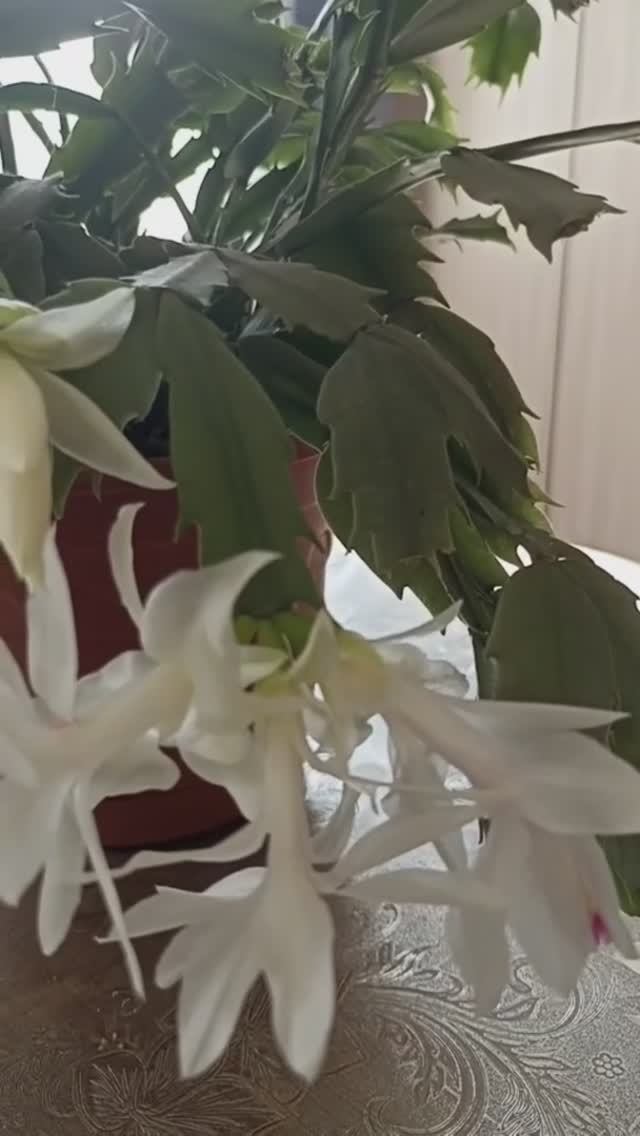 Нежный декабрист цветёт в марте.